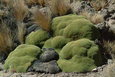 Azorella compacta
