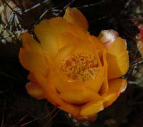 Tephrocactus atacamensis.