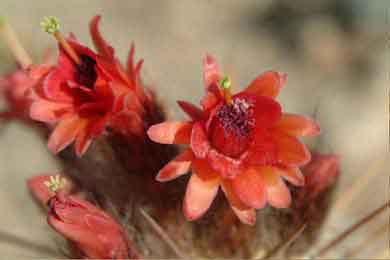 Oreocereus hendricksii